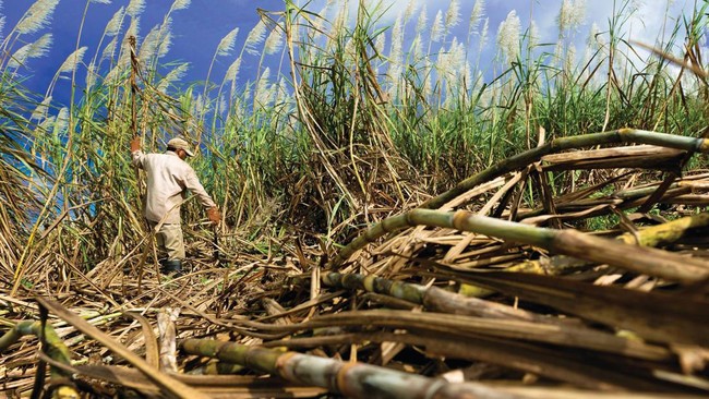 Pemerintah Mau Genjot BBM dari Tetes Tebu, Begini Respons Petani