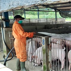 Jangan Kaget! Singapura 'Cinta' Babi dari Batam, Ini Buktinya