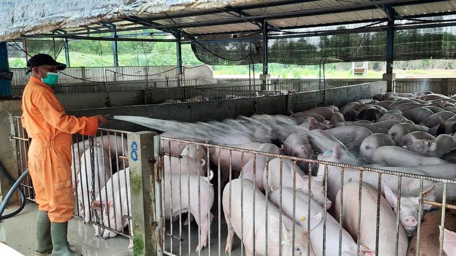 Peternakan babi di Batam Kepulauan Riau. (Dok. Badan Karantina Pertanian Kementerian Pertanian)
