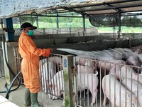 Jangan Kaget! Singapura 'Cinta' Babi dari Batam, Ini Buktinya