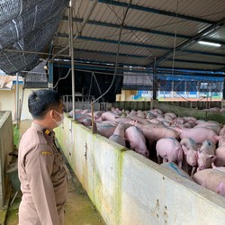 Pakai Cara Ini, RI Rayu Singapura agar Babi Batam Bisa Masuk