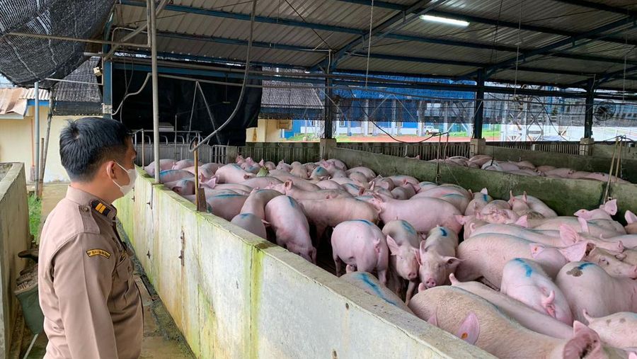 Peternakan babi di Batam Kepulauan Riau. (Dok. Badan Karantina Pertanian Kementerian Pertanian)