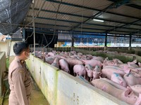 Pakai Cara Ini, RI Rayu Singapura agar Babi Batam Bisa Masuk