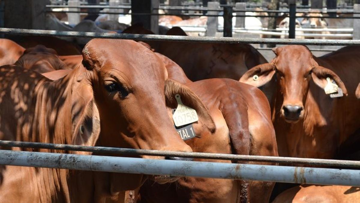 Indonesia Impor Sapi 92.700 dari Australia, Nilainya Tembus Rp 5,85 Triliun