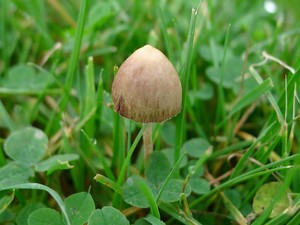 Kerja Magic Mushroom Kacaukan Otak sampai Tiga Minggu