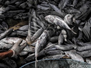 Penangkapan Ikan Terukur Dinilai Jadi Angin Segar bagi Nelayan Kecil