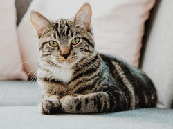 5 Cara Ampuh Merawat Bulu Kucing agar Sehat dan Cantik 5 Cara Ampuh Merawat Bulu Kucing agar Sehat dan Cantik
