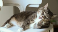 Kandang Anjing dan Kucing Cepat Bau? Ini Cara Bersihkan Kandang Bertray dengan Benar 