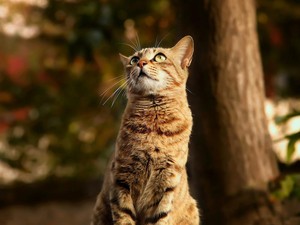 Aksi Sadis Tancap Bangkai Kucing ke Pohon di Malang, Ini 4 Faktanya