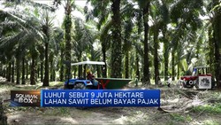 Luhut: 9 Juta Hektare Lahan Sawit Belum Bayar Pajak