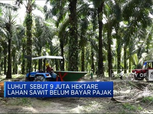 Luhut: 9 Juta Hektare Lahan Sawit Belum Bayar Pajak