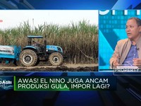 Petani Tebu Keluhkan Pupuk Mahal & HPP Gula Rendah