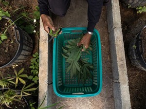 Balik Arah, Thailand Rancang Undang-undang Larang Ganja untuk Rekreasi
