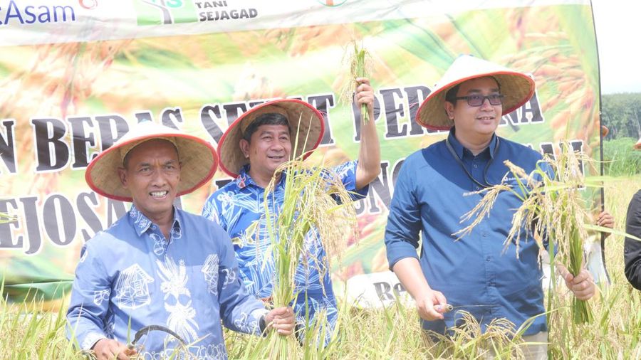 Panen Beras Organik, PTBA Wujudkan Pertanian Ramah Lingkungan