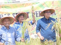 Panen Beras Organik, PTBA Wujudkan Pertanian Ramah Lingkungan