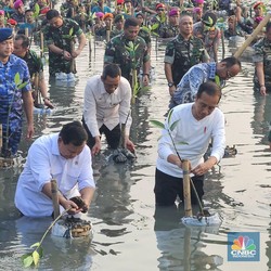 Momen Jokowi & Prabowo Cs 'Nyebur' Buat Nanam Mangrove