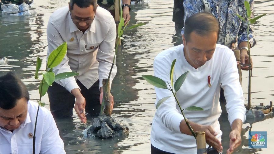 Presiden Joko Wisodo melakukan penanaman Mangrove secara nasional tahun 2023, di Taman Wisata Alam (TWA) Angke Kapuk, Jakarta Utara, Senin (15/5/2023). Presiden berpesan kepada semua untuk terus menjaga mangrove hasil yang ditanam. (CNBC Indonesia/Emir Yanwardhana)