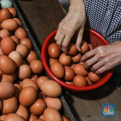 Harga Telur Ayam Hari Ini Turun ke Bawah Rp30.000/ Kg