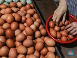 Harga Telur Ayam Masih 'Menggila', Lampaui Rekor Tahun 2022