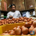Harga Telur Ayam Terbang Tembus Rp37.000, Ini Biang Keroknya