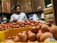 Harga Telur Ayam Terbang Tembus Rp37.000, Ini Biang Keroknya