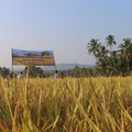 Top! Berkat Beras Organik, Petani Muara Enim Makin Sejahtera