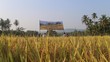Top! Berkat Beras Organik, Petani Muara Enim Makin Sejahtera