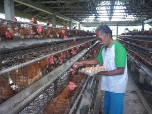 Harga Telur di Tingkat Peternak Anjlok, Ternyata Ini Biang Keroknya
