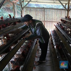 Sebut-sebut Demo, 6 Juta Peternak Ayam Ngaku Pilih Capres Ini