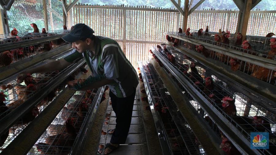 Peternak memanen telur di salah satu peternakan ayam petelur di Gunung Sindur, Jawa Barat, Rabu (24//5). (CNBC Indonesia/Muhammad Sabki)