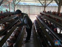 Sebut-sebut Demo, 6 Juta Peternak Ayam Ngaku Pilih Capres Ini