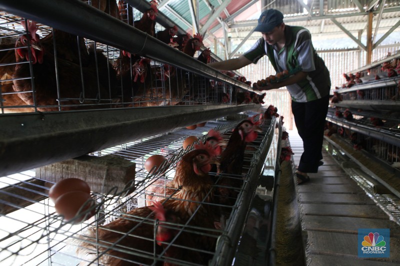Peternak memanen telur di salah satu peternakan ayam petelur di Gunung Sindur, Jawa Barat, Rabu (24//5). Peternak memanen telur di salah satu peternakan ayam petelur di Gunung Sindur, Jawa Barat, Rabu (24//5). (CNBC Indonesia/Muhammad Sabki)