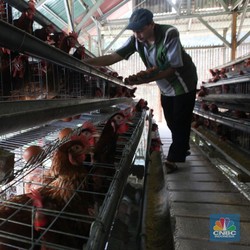 Pak Jokowi! Peternak Ayam Ngeluh Harga Anjlok & Rugi Besar