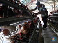 Pak Jokowi! Peternak Ayam Ngeluh Harga Anjlok & Rugi Besar