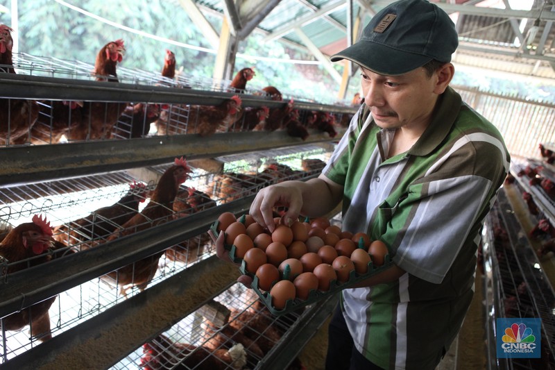 Peternak memanen telur di salah satu peternakan ayam petelur di Gunung Sindur, Jawa Barat, Rabu (24//5). Peternak memanen telur di salah satu peternakan ayam petelur di Gunung Sindur, Jawa Barat, Rabu (24//5). (CNBC Indonesia/Muhammad Sabki)