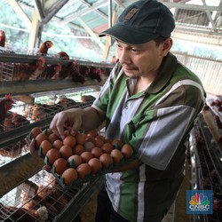 Berkah Makan Bergizi Gratis, Saham Ayam-ayaman Siap Terbang?