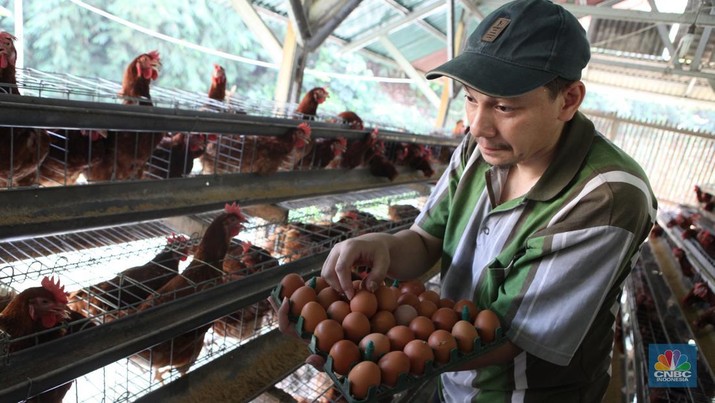 Peternak memanen telur di salah satu peternakan ayam petelur di Gunung Sindur, Jawa Barat, Rabu (24//5). (CNBC Indonesia/Muhammad Sabki)