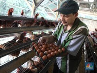 Berkah Makan Bergizi Gratis, Saham Ayam-ayaman Siap Terbang?