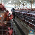 Digencet Perusahaan Besar-Boncos Terus, Peternak Ayam Teriak ke Jokowi