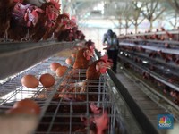 Digencet Perusahaan Besar-Boncos Terus, Peternak Ayam Teriak ke Jokowi