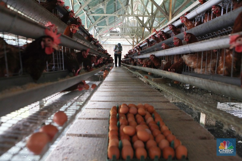 Peternak memanen telur di salah satu peternakan ayam petelur di Gunung Sindur, Jawa Barat, Rabu (24//5). (CNBC Indonesia/Muhammad Sabki)