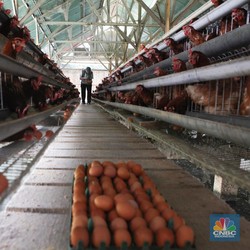 Jarang Pernah Ada, Jendral Ini Pilih Pensiun Lalu Jadi Tukang Ayam