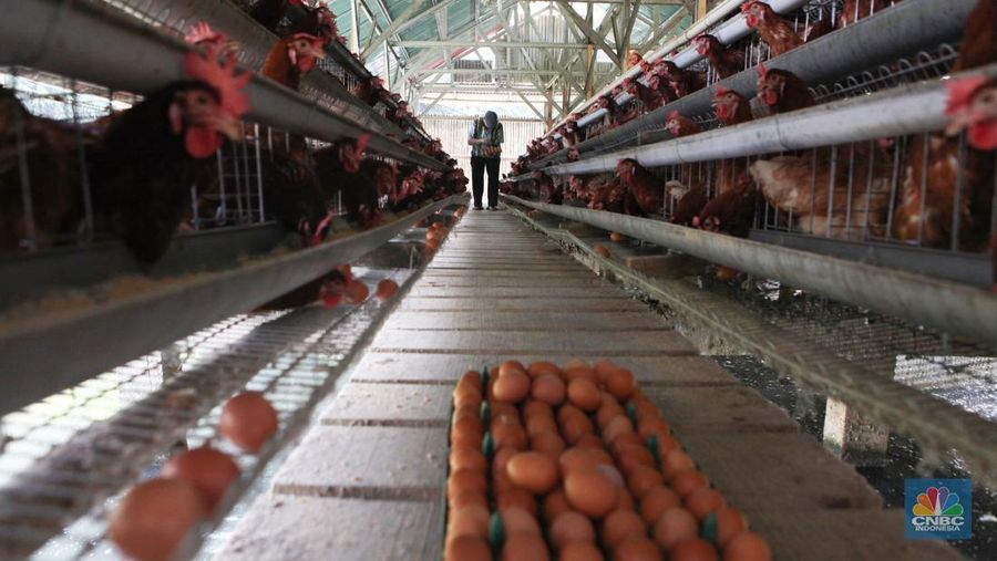 Peternak memanen telur di salah satu peternakan ayam petelur di Gunung Sindur, Jawa Barat, Rabu (24//5). (CNBC Indonesia/Muhammad Sabki)