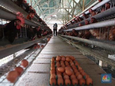 Danantara Mau Kasih Rp20 T ke Peternak Ayam Guna Dukung MBG