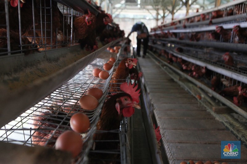 Peternak memanen telur di salah satu peternakan ayam petelur di Gunung Sindur, Jawa Barat, Rabu (24//5). (CNBC Indonesia/Muhammad Sabki)