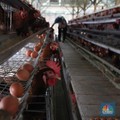 Peternak Tolak Danantara Ikut Bangun Peternakan Ayam, Ini Alasannya