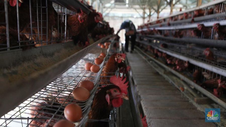 Peternak memanen telur di salah satu peternakan ayam petelur di Gunung Sindur, Jawa Barat, Rabu (24//5). (CNBC Indonesia/Muhammad Sabki)