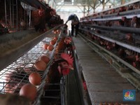 Peternak Tolak Danantara Ikut Bangun Peternakan Ayam, Ini Alasannya