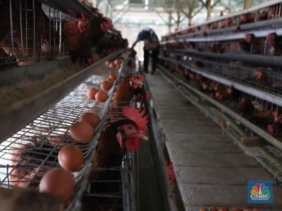 Peternak Tolak Danantara Ikut Bangun Peternakan Ayam, Ini Alasannya
