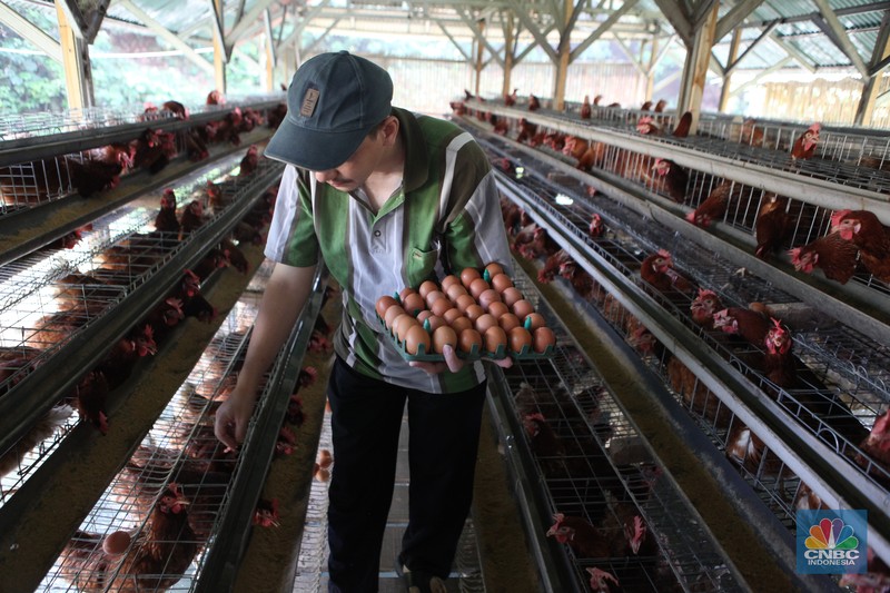 Peternak memanen telur di salah satu peternakan ayam petelur di Gunung Sindur, Jawa Barat, Rabu (24//5). Peternak memanen telur di salah satu peternakan ayam petelur di Gunung Sindur, Jawa Barat, Rabu (24//5). (CNBC Indonesia/Muhammad Sabki)